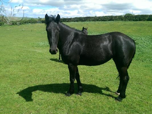 Friese X Trotter merrieveulen